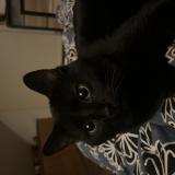 Foto del gato perdido en Chilly Le Vignoble