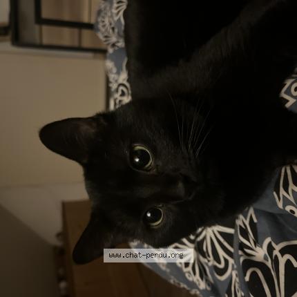 Foto 1/1 KYO Chat perdido en Chilly le vignoble