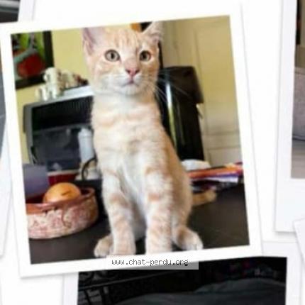 Foto 1/1 Chat roux Chat perdido en Gilllonnay