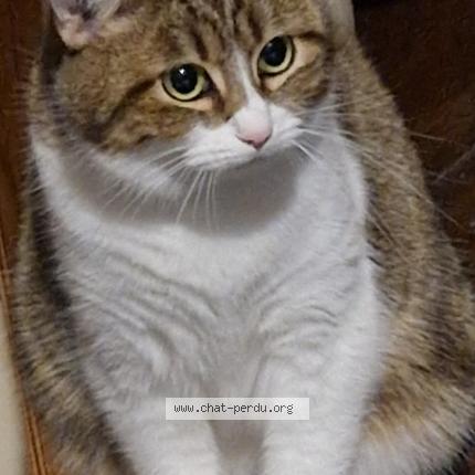 Foto 1/1 Heavy Chat perdido en Abbeville