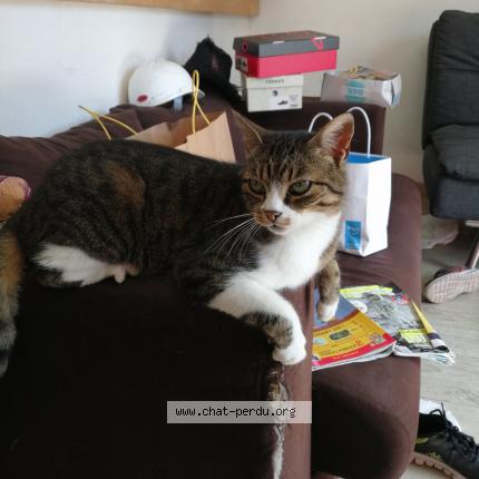 Foto 1/1 Souka Chat perdido en Le tronquay