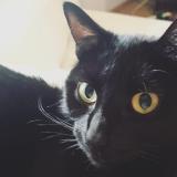 Foto del gato perdido en Rixheim