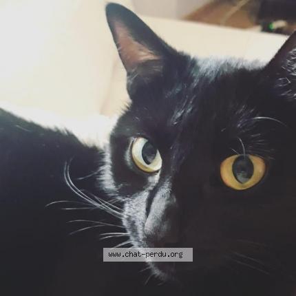 Foto 1/1 Odette Chat perdido en Rixheim
