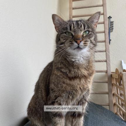 Foto 1/1 Salsa Chat perdido en Vannes