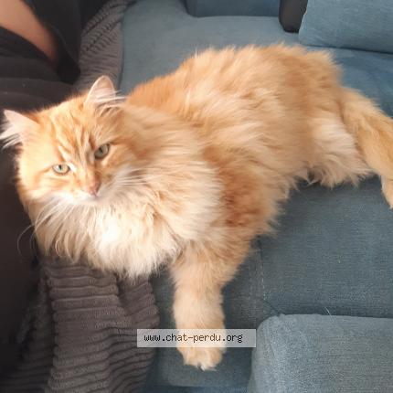 Foto 1/1 NOUGAT Chat perdido en Olonne sur mer