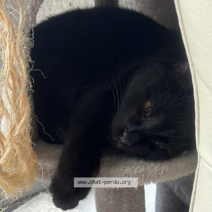 Foto 1/1 onyx Chat perdido en Publier
