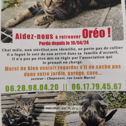 Foto 1/1 Oréo Chat perdido en Chaponost