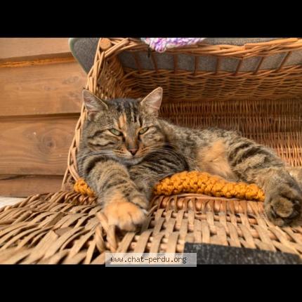 Foto 1/1 TIKKIE Chat perdido en Chatillon sur chalaronne