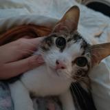 Foto del gato perdido en Agen