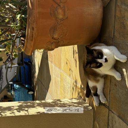 Foto 1/1 Onyx Chat perdido en Cavalaire sur mer