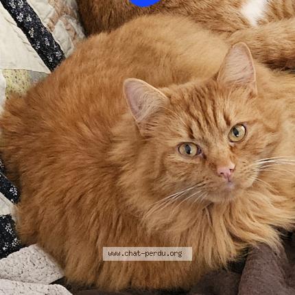 Foto 1/1 Titch Chat perdido en Neuville saint remy