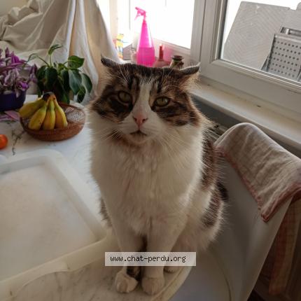 Foto 1/1 Bbchat Chat perdido en Lille