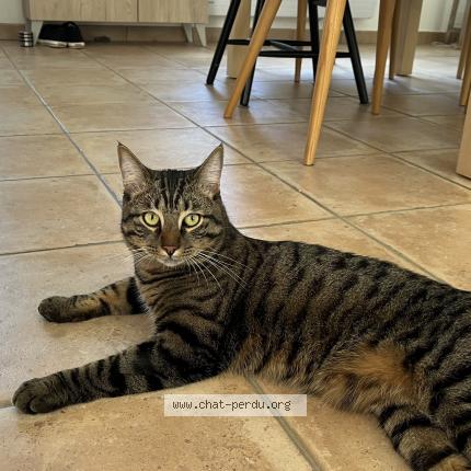Foto 1/1 Mainy Chat perdido en La ville du bois