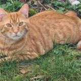 Foto del gato perdido en Chartres