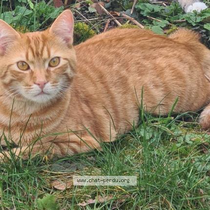 Foto 1/1 Gato encontrado Perdido en Chartres