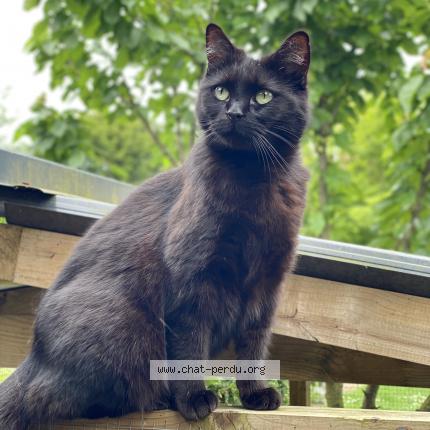 Foto 1/1 MOON Chat perdido en Marquette en ostrevant