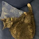 Foto del gato perdido en Brindas