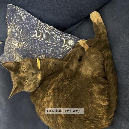 Foto 1/1 Mana Chat perdido en Brindas