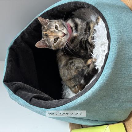 Foto 1/1 Aribo Chat perdido en Haute chapelle