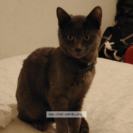 Foto 1/1 nao Chat perdido en Muret