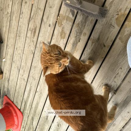 Foto 1/1 Léon Chat perdido en Cornebarrieu