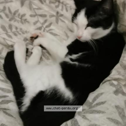 Foto 1/1 Oreo Chat perdido en Daignac