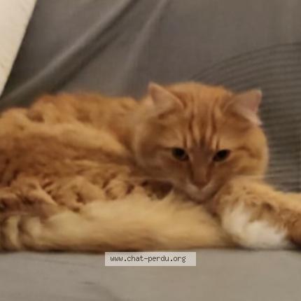 Foto 1/1 WALL-E Chat perdido en Montpellier