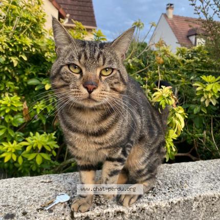 Foto 1/1 Mango Chat perdido en Bessancourt