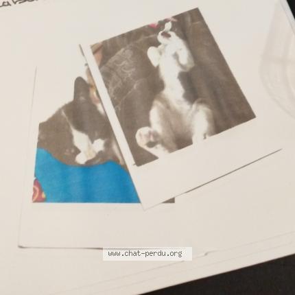 Foto 1/1 Mimi Chat perdido en Avensan