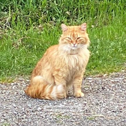 Foto 1/1 Gato encontrado Encontrado en Le quillio