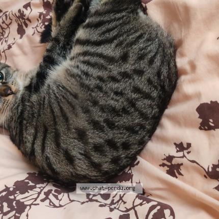 Foto 1/1 Vandal Chat perdido en Choignes