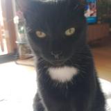 Foto del gato perdido en Lantriac