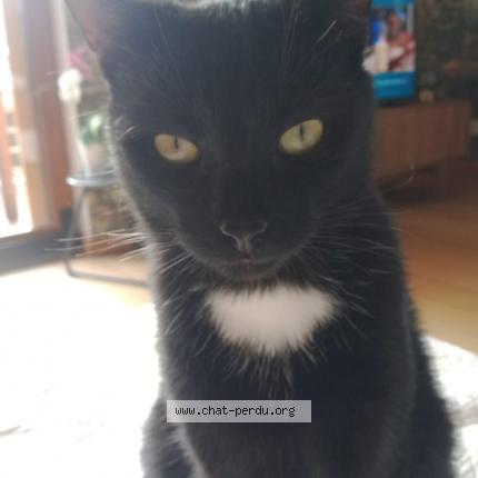 Foto 1/1 Lenny Chat perdido en Lantriac