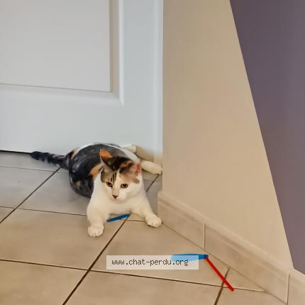 Foto 1/1 Nikita Chat perdido en Saint germain le fouilloux