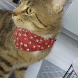 Foto del gato perdido en Lys Lez Lannoy