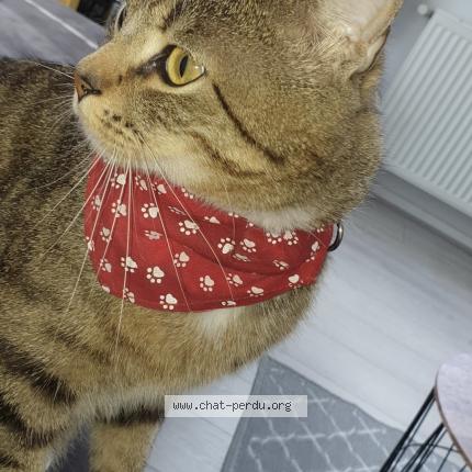 Foto 1/1 Niño Chat perdido en Lys lez lannoy