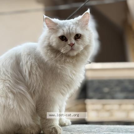 Foto 1/1 Chintu Chat perdido en Karachi