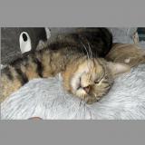 Foto del gato perdido en Saint Priest