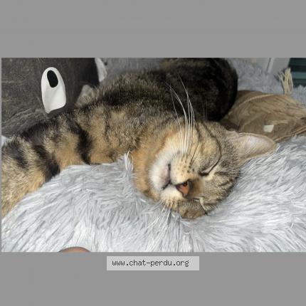 Foto 1/1 Potcho Chat perdido en Saint priest