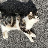 Foto del gato perdido en Reims