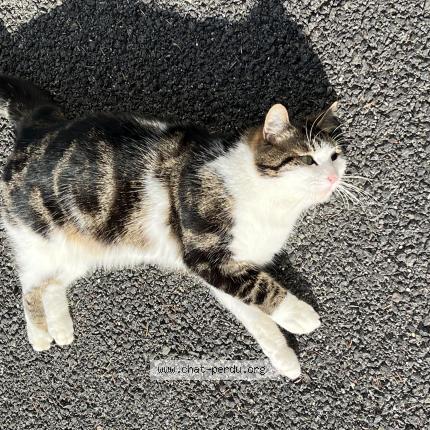 Foto 1/1 mavish Chat perdido en Reims