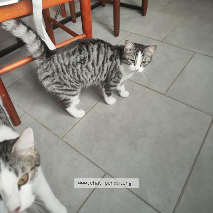 Foto 1/1 Freya Chat perdido en Ardelles