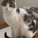 Foto del gato perdido en Paris