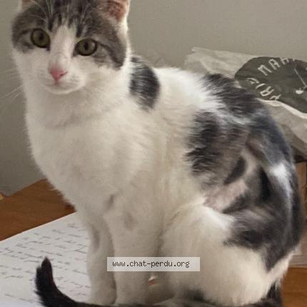 Foto 1/1 Chacha Chat perdido en Paris