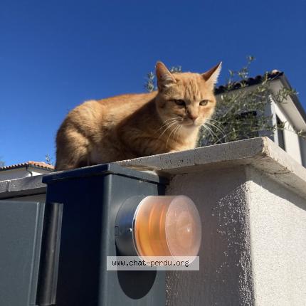 Foto 1/1 Jack Chat perdido en Meyrargues