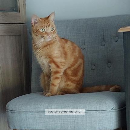 Foto 1/1 Hélios Chat perdido en St sulpice d arnoult