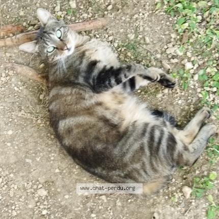 Foto 1/1 SPEEDIE Chat perdido en Perigny