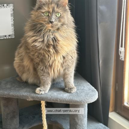 Foto 1/1 Rubis Chat perdido en Scionzier