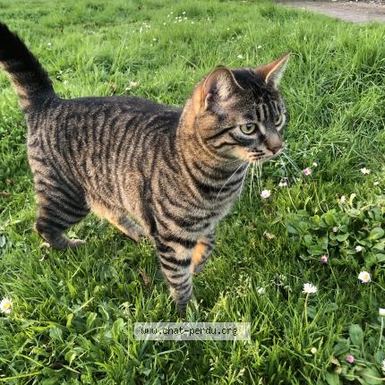 Foto 1/1 Goudale Chat perdido en Grand champ