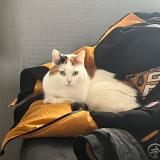 Foto del gato perdido en Charleville Mezieres